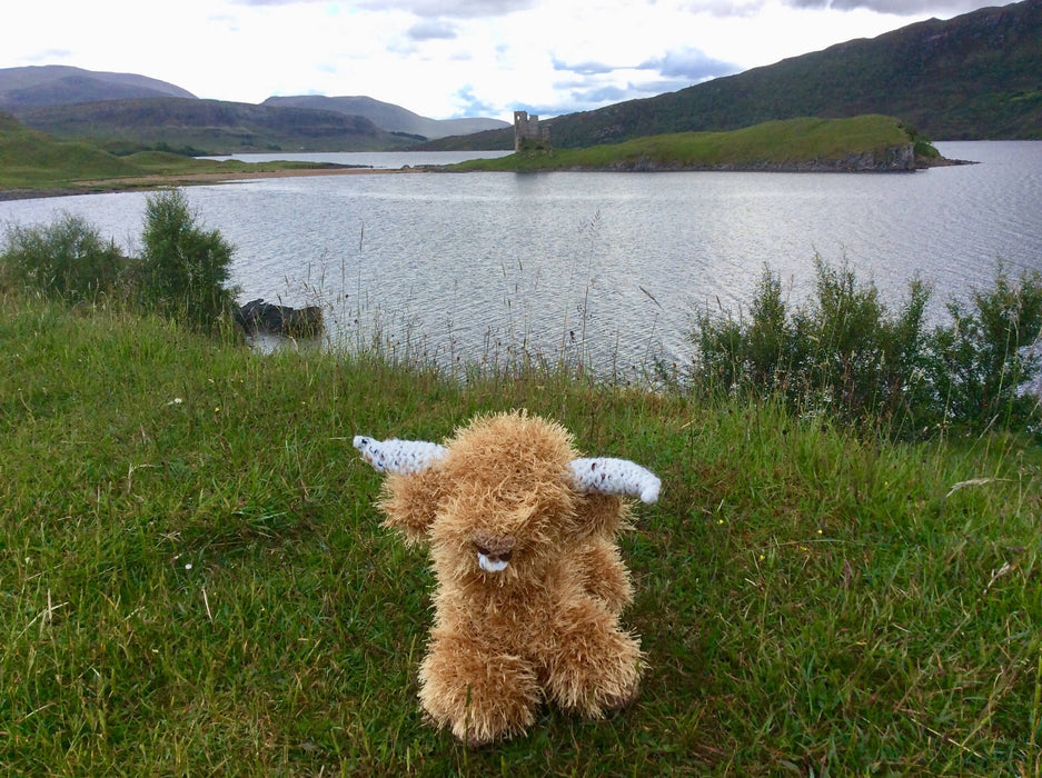 Angus the Highland Cow .