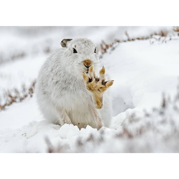 Winter Mountain Hare Waving Greeting Card