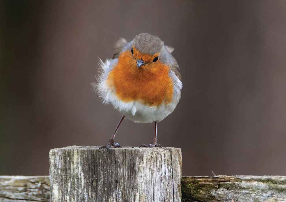 Robin Greeting Card