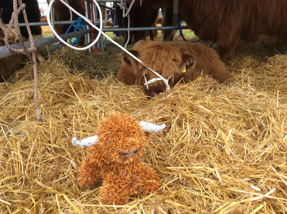 Angus the Highland Cow .