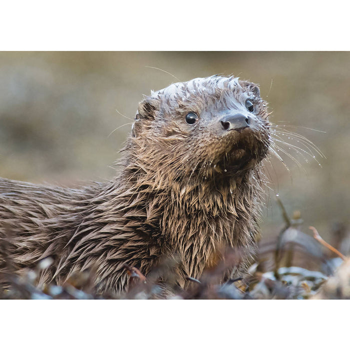 Otter Cub Greeting Card