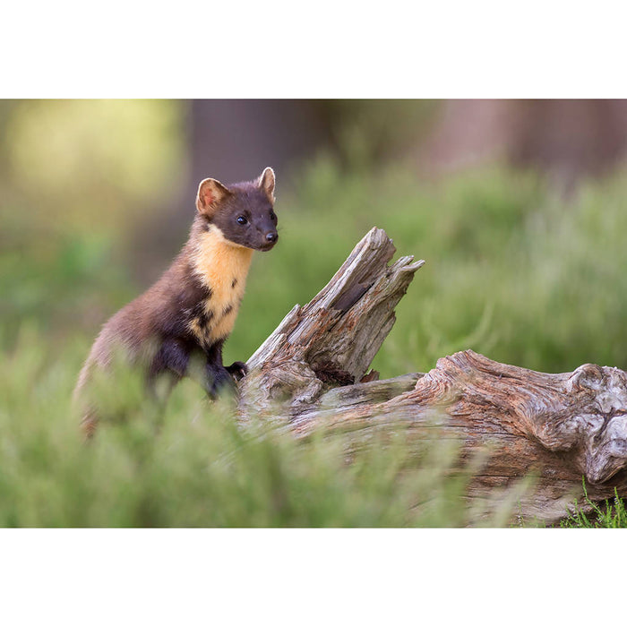 Pine Marten Greeting Card